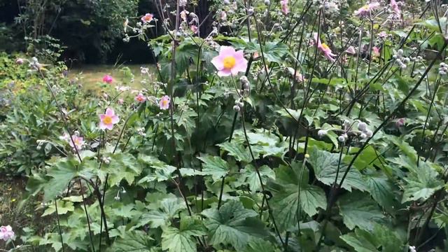 Anémones du Japon Les fleurs pompon смотреть онлайн