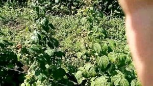 Малина ремонтантная сорт Полана!