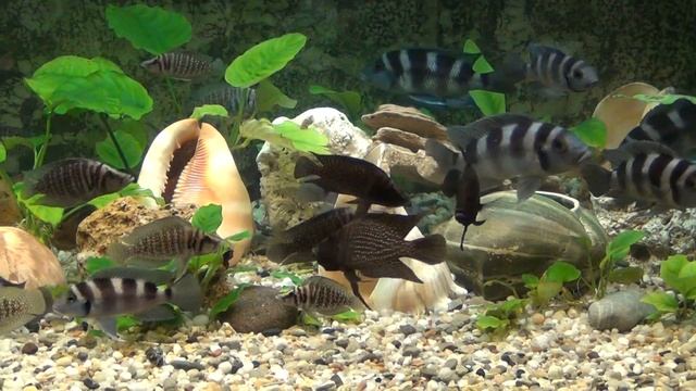 Calvus Black Zaire, Mustax Orange, Regani Kipili, Tretocephalus AQUA LAB смотреть онлайн