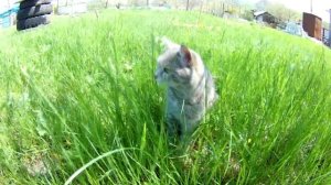 Полезные свойства пырея. Как и когда собирать корни пырея. Как принимать пырей.