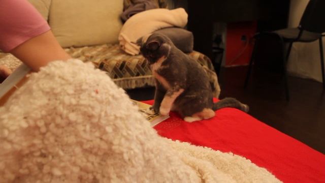 Кошка Гав приносит игрушку. смотреть онлайн