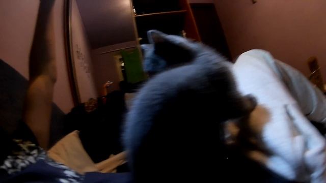 Ночной Охотник, Шотландский Прямоухий Котенок смотреть онлайн