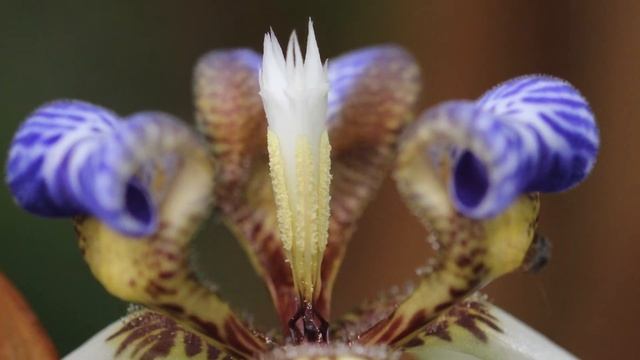 {Flower Cafe. 62} Neomarica gracilis in SINGAPORE / The Curious Kitten, Aaron kenny смотреть онлайн