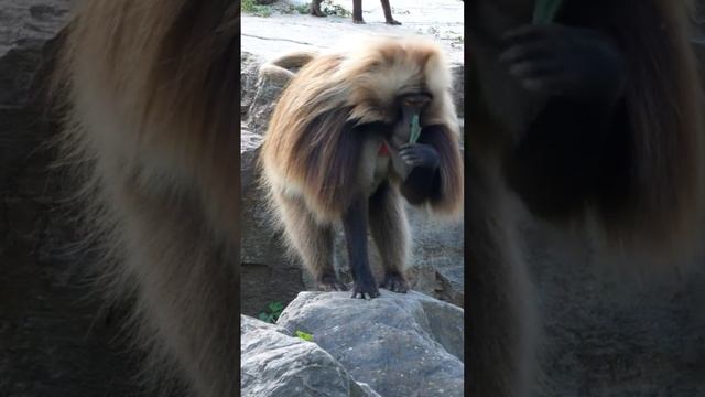 Мандрил❤️ / leader mandrill смотреть онлайн