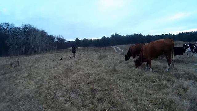 Как нас быки по лесу гоняли. How bulls drove us through the woods. Bullfighting, not excavation смотреть онлайн