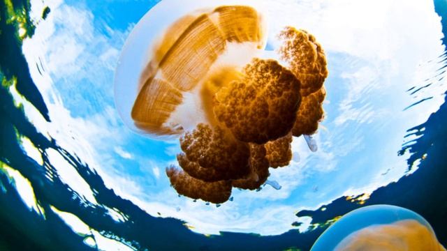 T88TJ Остров Корор. С сайта dxing.at-communication.com смотреть онлайн