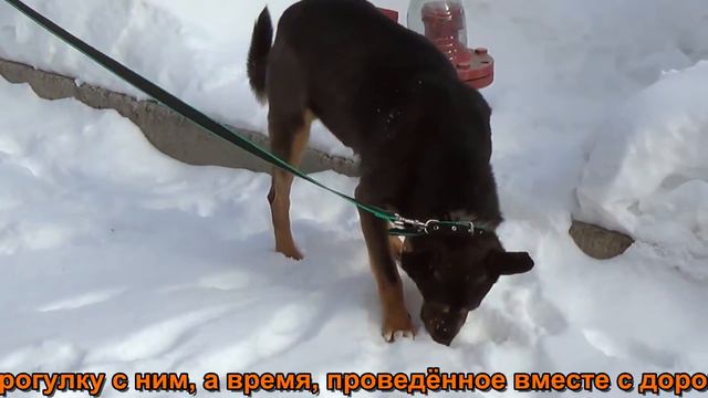 Аркаша. Ногинский приют для животных. смотреть онлайн