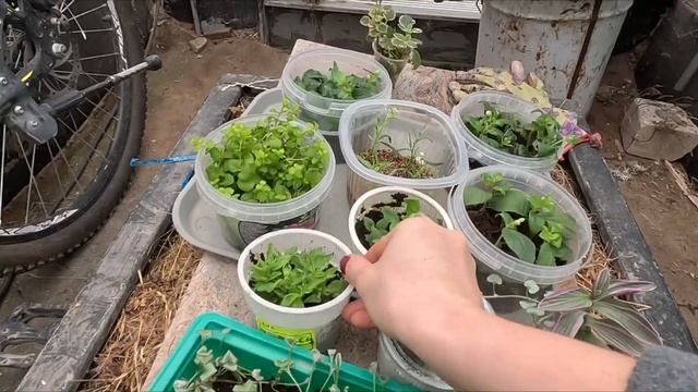 ХОРОШИЕ КОРНИ-ЭТО РАДОСТЬ ДЛЯ НАС. смотреть онлайн