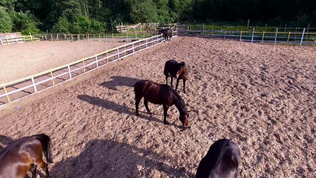 Лошади смотреть онлайн