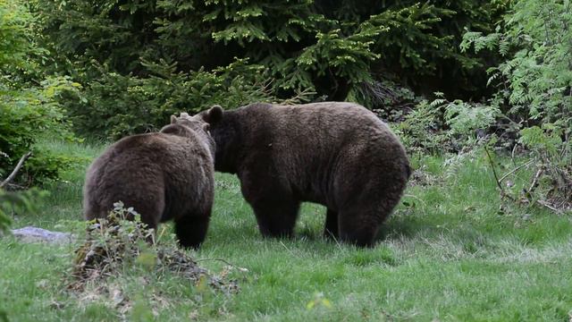 Surprising Facts About Bears Mating Behaviors | Footages Of Bears Mating