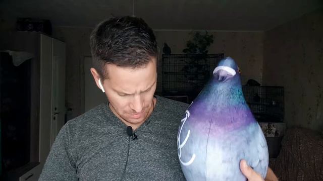 Такого огромного голубя у меня еще не было. Знакомьтесь, голубь Валерий!