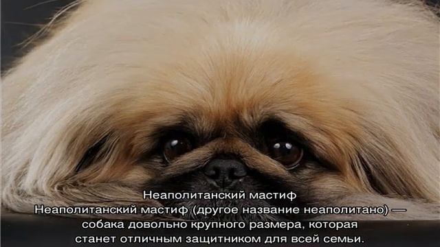 Собака со складками: морщинистая порода питомцев смотреть онлайн