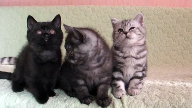 Британский котенок черный дым смотреть онлайн