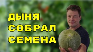 как я собрал семена дыни, экспериментальный сбор семян, 2022