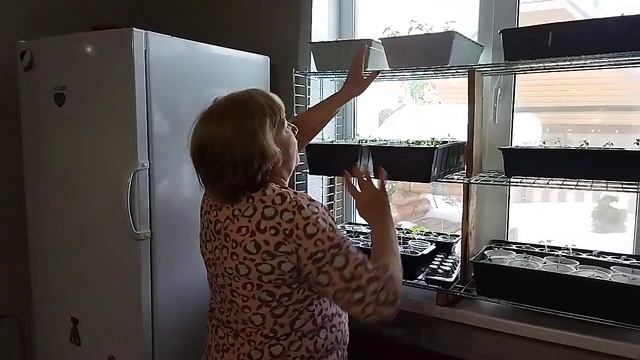 ПИКИРОВАННЫЕ ТОМАТЫ НА НОВОМ СТЕЛЛАЖЕ! ОСВАИВАЮ НОВЫЕ ПЛОЩАДИ смотреть онлайн