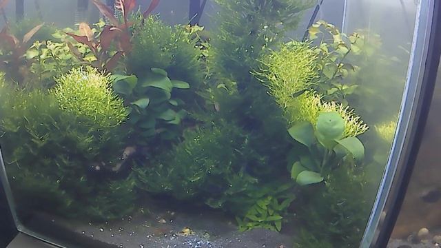 Планария в аквариуме.  Борьба с планарией препаратом 