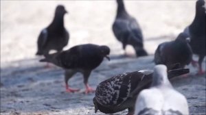 Звуки голубя, воркование голубя, голос голубя