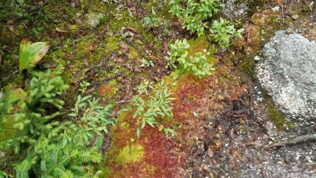 Squarepeg's 2019 & 2020 Appalachian Trail Section Hike. Colorful moss on the Appalachian Trail. смотреть онлайн