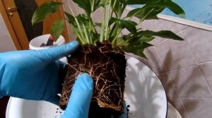 Спатифиллум | Пересадка после покупки