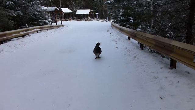 Прогулка с глухарём. Walk with wood grouse. смотреть онлайн