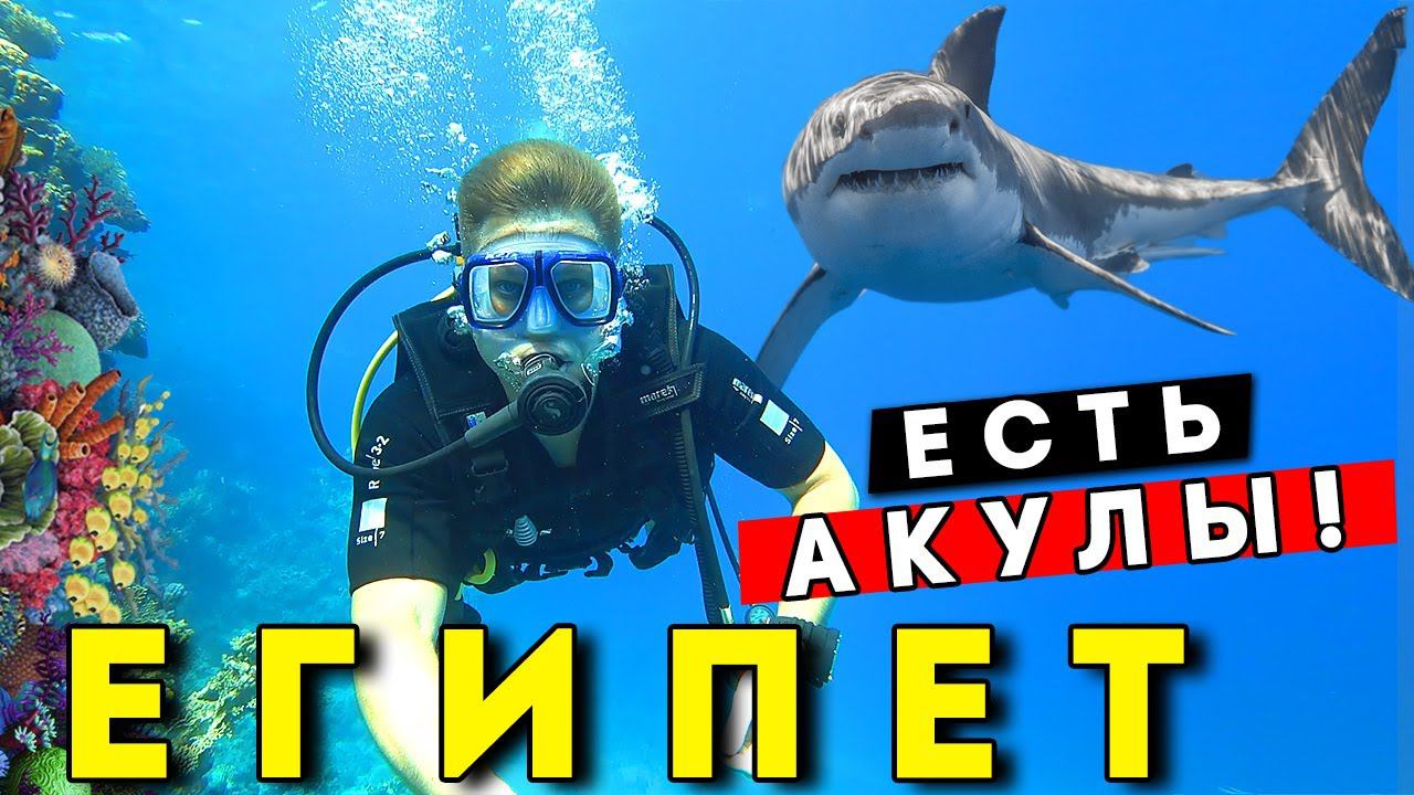 Встретил АКУЛУ в Египте 2021! ОПАСНЫЙ отдых? Дайвинг в Шарм эль Шейхе, Рас Мохаммед смотреть онлайн