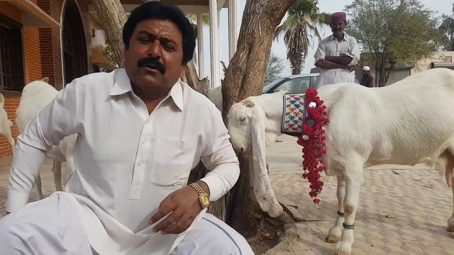 No 1 Gulabi Goats | Complete Documentary смотреть онлайн