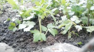 Как медведка портит растение