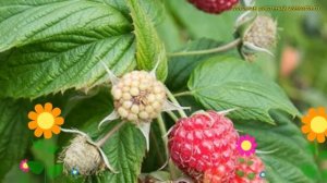 Малина штамбовая Ненаглядная. Краткий обзор, описание характеристик rubus sp. Nenaglyadnaya