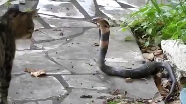 Схватка кошки и кобры