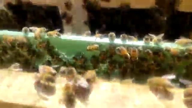 Как просто подобрать личинку для прививки маточников. смотреть онлайн