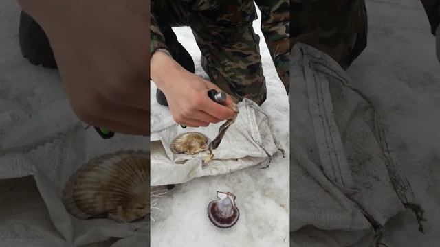 Гребешок дайвинг 28.02.2020