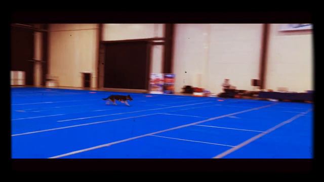 Зоовыставка. Про собак