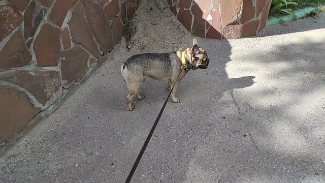 Самый старший Французский бульдог в нашем доме.Мама думала, что я купила мопса ? смотреть онлайн