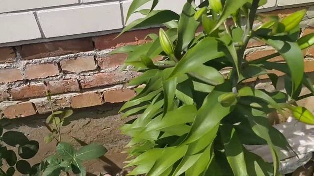 Цветение оранжевых лилий в моем саду. смотреть онлайн