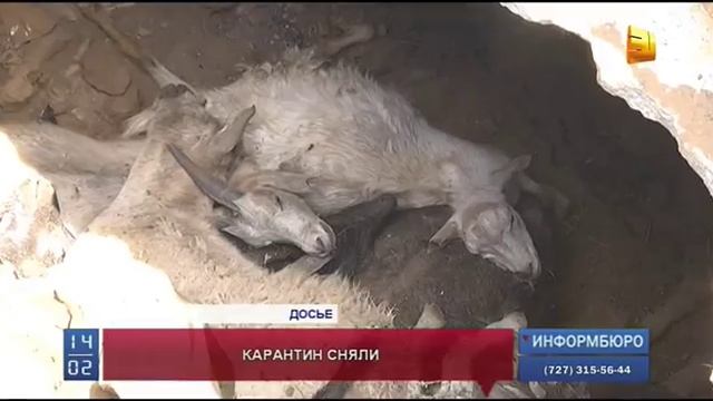 В селе Узынсу Павлодарской области снят карантин по сибирской язве смотреть онлайн
