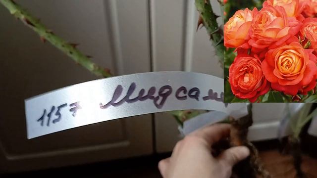 Огляд посилки від "Сади Marigen". Троянди Ashley, Midsummer, Dolce Summerhouse смотреть онлайн