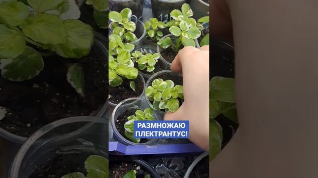 РАЗМНОЖАЕМ ПЛЕКТРАНТУС ЧЕРЕНКАМИ. смотреть онлайн
