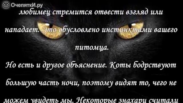 Почему нельзя смотреть кошке в глаза смотреть онлайн
