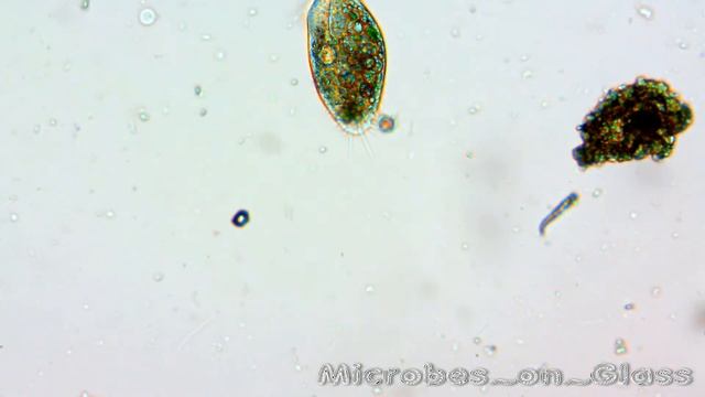 Инфузория туфелька под микроскопом. Смотрим в микроскоп. Занимательная биология. смотреть онлайн