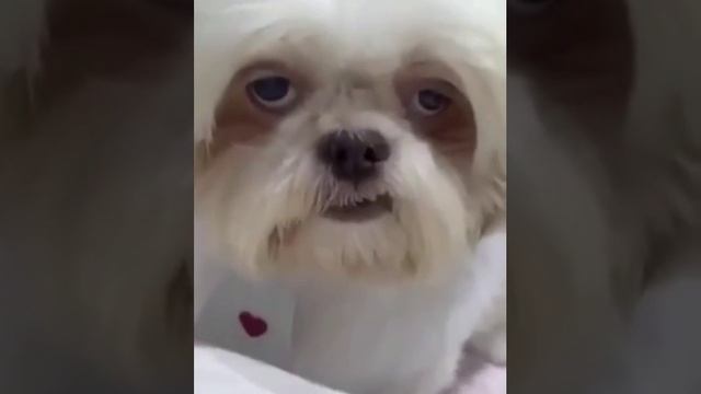 ?? смотреть онлайн