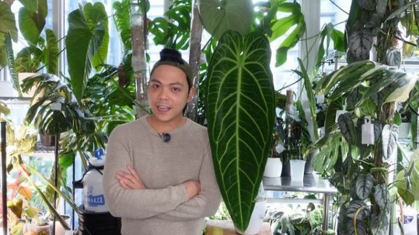 Anthurium Warocqueanum 🌱 Good, Bad & UGLY | Queen Anthurium