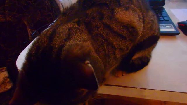 Кот вездесущий -Ричи смотреть онлайн