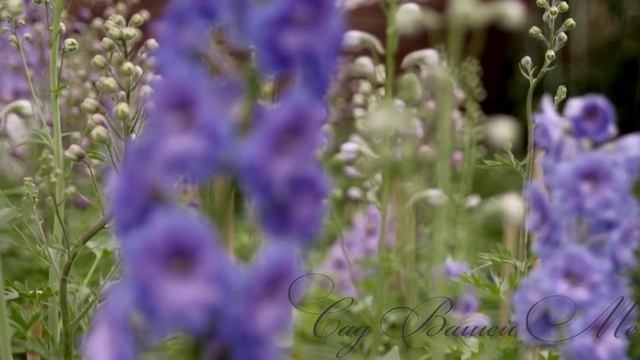 Дельфиниум в питомнике "Сад Вашей Мечты" смотреть онлайн