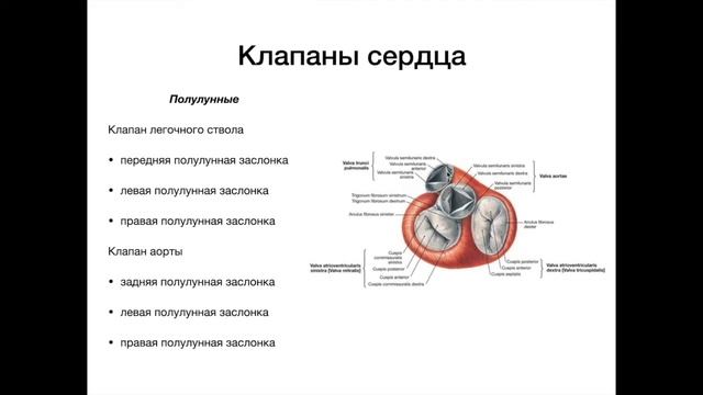 Клапаны сердца - анатомия сердечно-сосудистой системы (ССС) смотреть онлайн