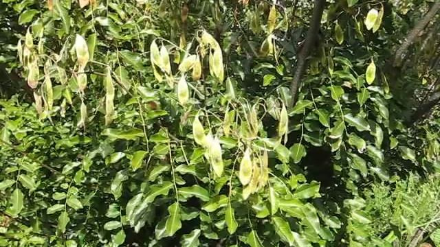 Dalbergia obovata смотреть онлайн