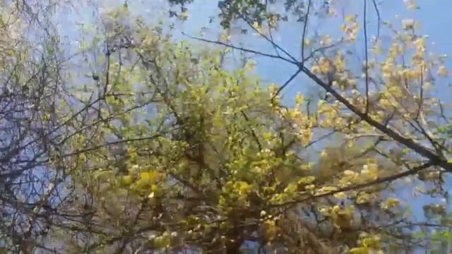 Японская лиственница в Шеметовке смотреть онлайн