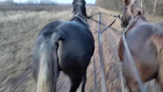 Прогулка на лошадях в запряге, еще одна. смотреть онлайн