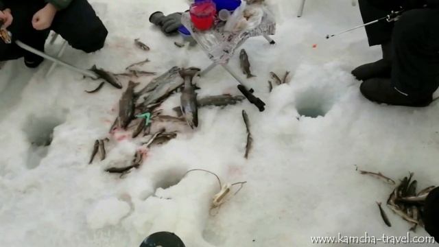 Зимняя рыбалка на Камчатке. Радужная форель Микижа, Камчатка январь 2021. смотреть онлайн