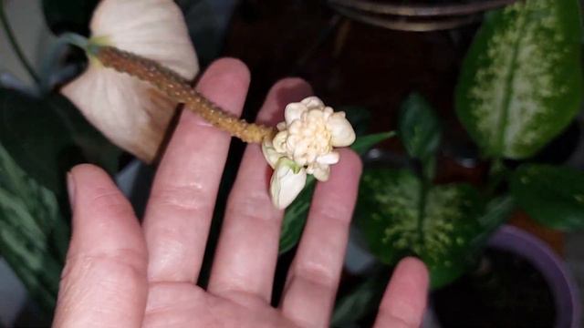 Фиалки, орхидеи, антуриумы ЦВЕТУЩИЙ декабрь 2022 (Часть 2) смотреть онлайн