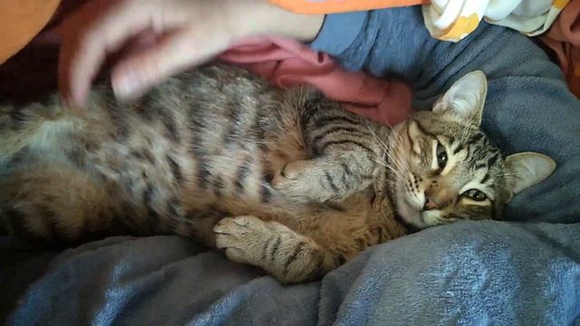 Испанский кот - лежебока смотреть онлайн